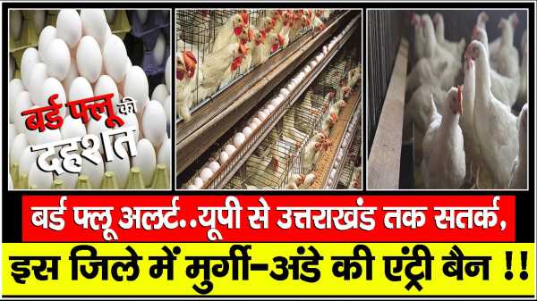 बर्ड फ्लू अलर्ट..यूपी से उत्तराखंड तक सतर्क, इस जिले में मुर्गी-अंडे की एंट्री बैन !!