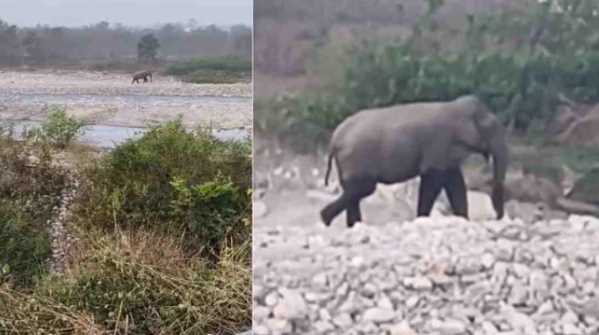 लच्छीवाल में मॉर्निंग वॉक कर रहे बुजुर्ग पर हाथी ने किया हमला, अस्पताल में भर्ती
