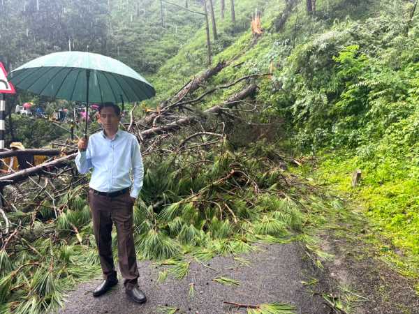 नैनीताल में सड़क पर गिरा विशाल पेड़ घंटों जाम में फंसे लोग बड़ा हादसा टला