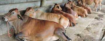 रामनगर...गौकशी पर सख्त कानून की मांग, BJP की अनुपस्थिति पर हुआ बवाल 