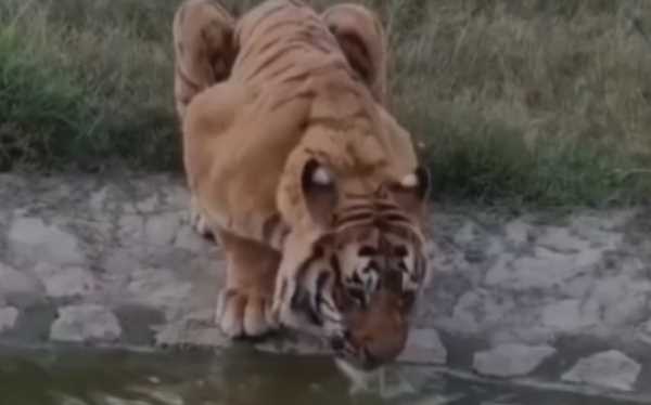 5 महीने के लिए बंद हुआ कॉर्बेट का सबसे लोकप्रिय जोन