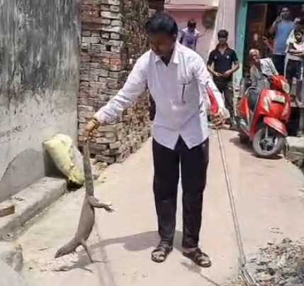 विशालकाय गोह ने बढ़ाई लोगों की धड़कनें, हुआ सुरक्षित रेस्क्यू