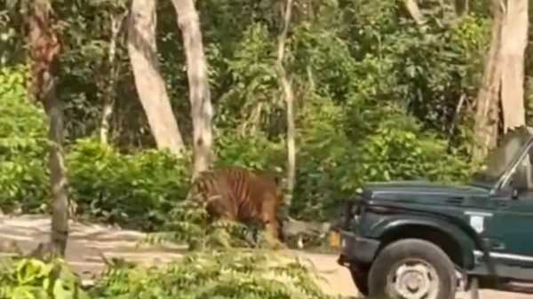 कॉर्बेट टाइगर के सामने दौड़ा दी जिप्सी VIRAL VIDEO के बाद कार्रवाई