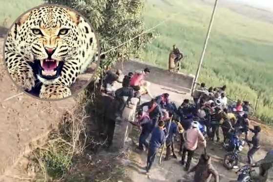 बहराइच में तेंदुए का आतंक, तीन लोगों पर क‍िया हमला  डर के साए में लोग