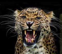 नैनीताल.. गुलदार का आतंक बढ़ा, भीमताल में स्कूल-आंगनबाड़ी बंद