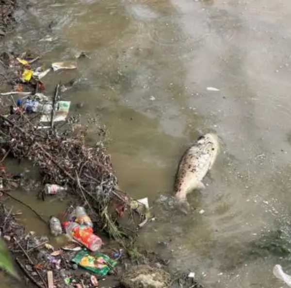 नैनीझील में मिल रहा सीवर का पानी? स्थानीय लोगों ने उठाए सवाल
