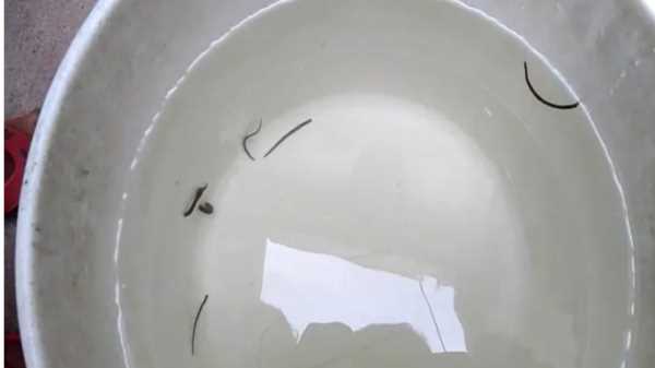 उत्तराखंड में नल खोला तो निकले कीड़े! जल व्यवस्था पर सवाल