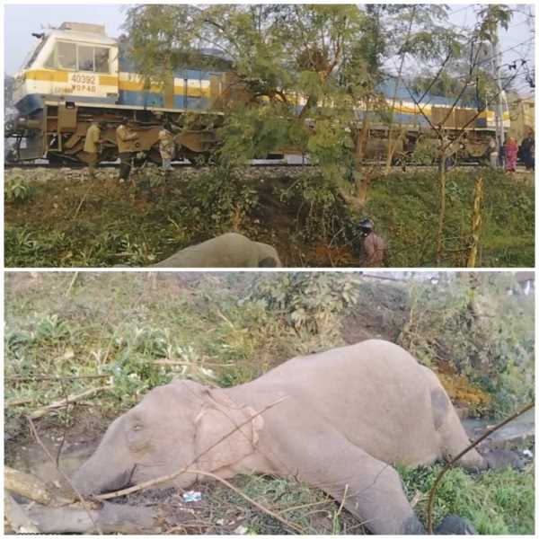 लालकुआं में ट्रैन की चपेट में आया हाथी, हुई दर्दनाक मौत 