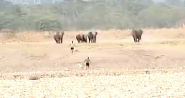 हरिद्वार में हाथियों के झुंड के बीच पहुंचे युवक, बाल-बाल बची जान