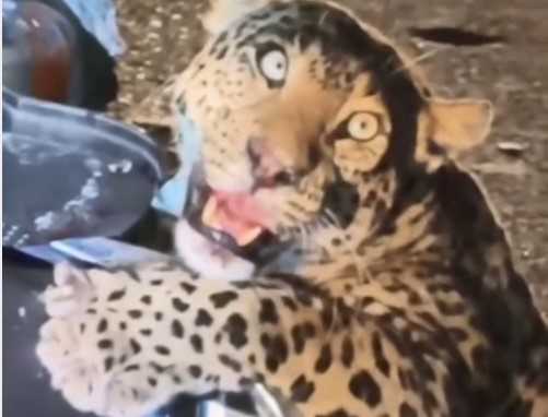 नैनीताल..मानव-वन्यजीव संघर्ष बाइक से टकराया जानवर, दूसरा हुआ पिंजरे में कैद