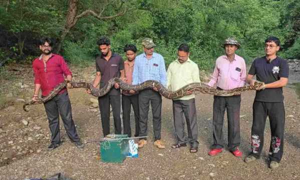 18 फीट का अजगर पकड़ने में छूटे पसीने!  रामनगर से चौंकाने वाला VIDEO