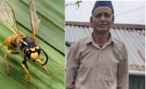 उत्तराखंड: दुकान जाते समय ततैयों के झुंड ने किया हमला, सिलाई करने वाले कारीगर की मौत !!