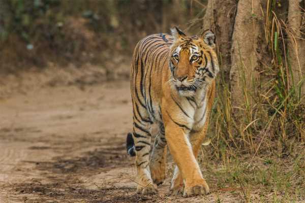 कॉर्बेट आने का है प्लान तो हो जाए सावधान   नहीं तो हो सकता है आपका भारी नुकसान