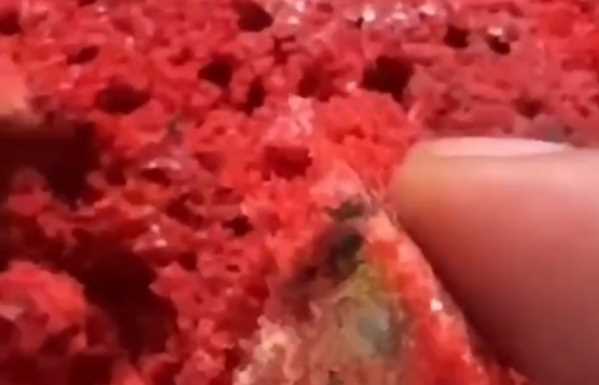 रामनगर के रिजॉर्ट में केक खाने से 16 लोग बीमार CO के परिवार की तबीयत बिगड़ी