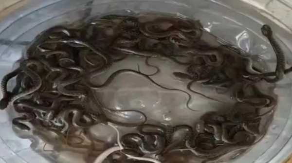 घर की टंकी में पल रहे थे 27 सांप के बच्चे, परिवार में मची अफरा-तफरी