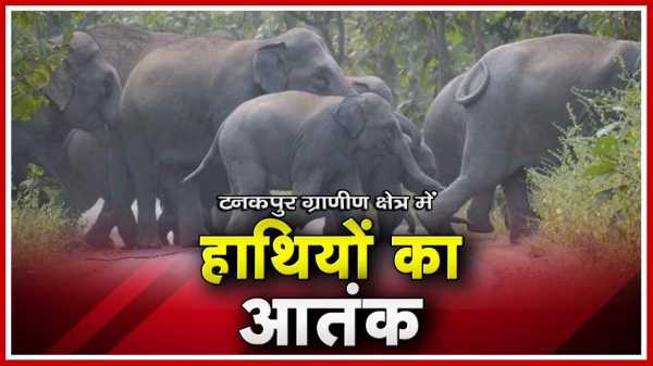 उत्तराखंड.. हाथियों का तांडव! दुकान तोड़ी, फसलें रौंदी…ग्रामीणों में दहशत !