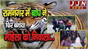रामनगर में जारी बाघ का आतंक , महिला को बनाया निवाला। 