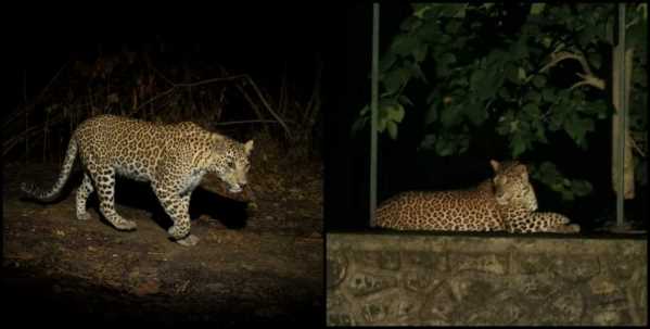 हल्द्वानी में छत पर घात लगाए बैठा गुलदार! इलाके में मचा हड़कंप !