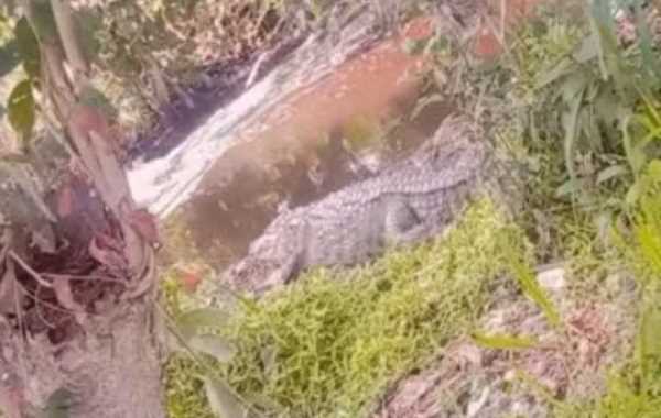 Latest Uttarakhand News: बिंदुखत्ता में दिखा मगरमच्छ,लोगो में मचा हड़कंप !