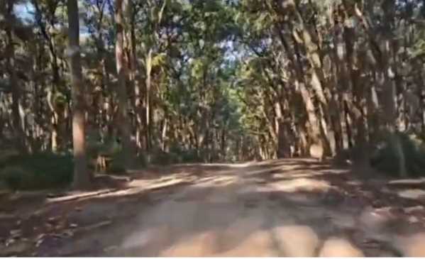 कॉर्बेट में सागौन माफिया गिरफ्तार! अब पहुंचा सलाखों के पीछे