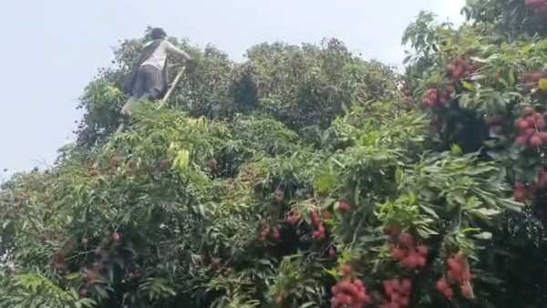 मीठी लीची के पीछे छिपा कड़वा सच!