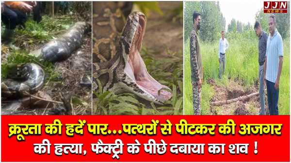 क्रूरता की हदें पार...पत्थरों से पीटकर की अजगर  की हत्या, फैक्ट्री के पीछे दबाया का शव !