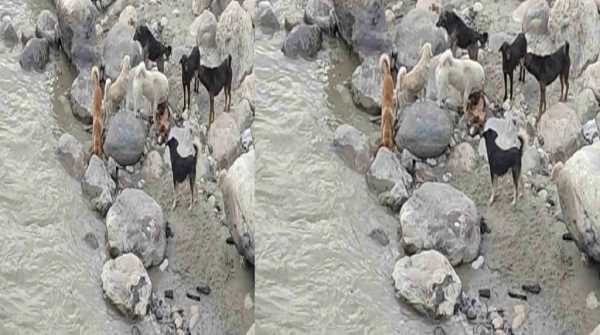 अधजले शवों को नोचते दिखे आवारा कुत्ते:अधूरी अंत्येष्टि से सामने आया अमानवीय दृश्य 