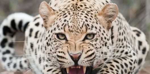 कुत्तों की भौंक से बची जान, गुलदार भागा वापस