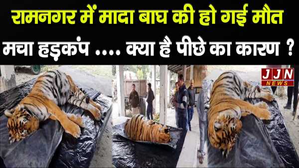 रामनगर में मादा बाघ की हो गई मौत  मचा हड़कंप .... क्या है पीछे का कारण 